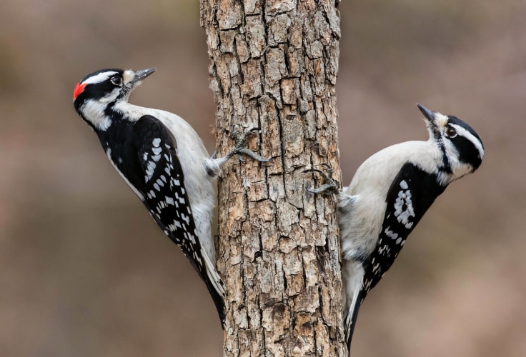 Downy Woodpecker pair