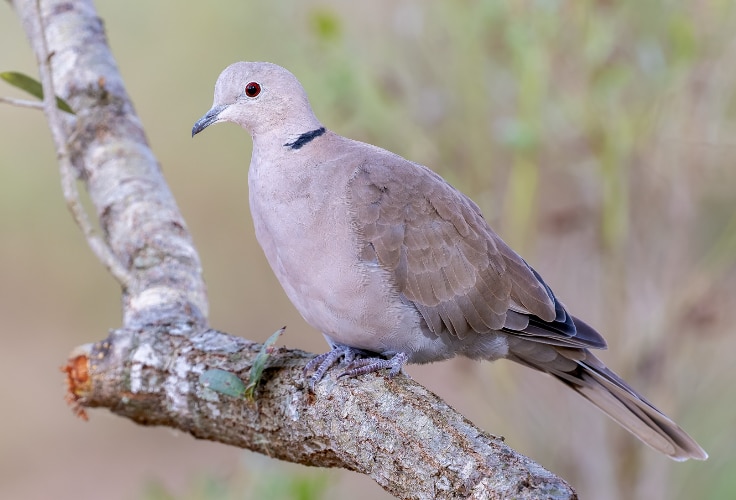 Eurasian Collared-Dove (Streptopelia decaocto)
