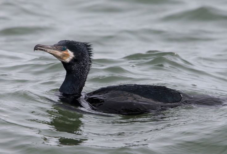 Great Cormorant (Phalacrocorax carbo)