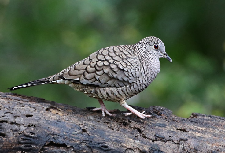 Inca Dove (Columbina inca)