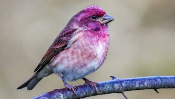 Male Purple Finch
