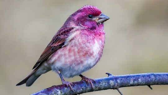 Male Purple Finch