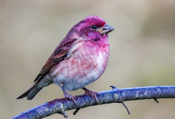 Male Purple Finch