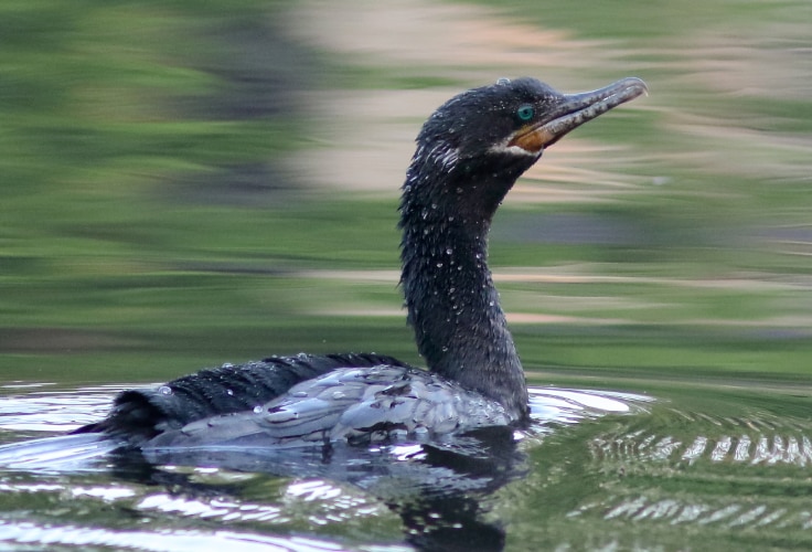 Neotropic Cormorant (Nannopterum brasilianum)