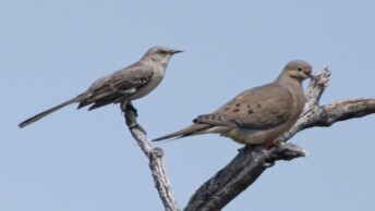 Northern Mockingbird and Mourning Dove