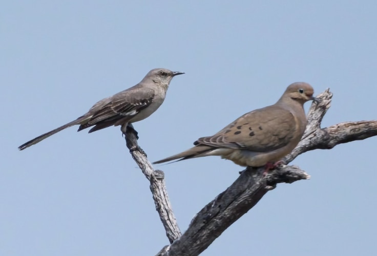 18 Common Birds in Texas You Can See Almost Anywhere