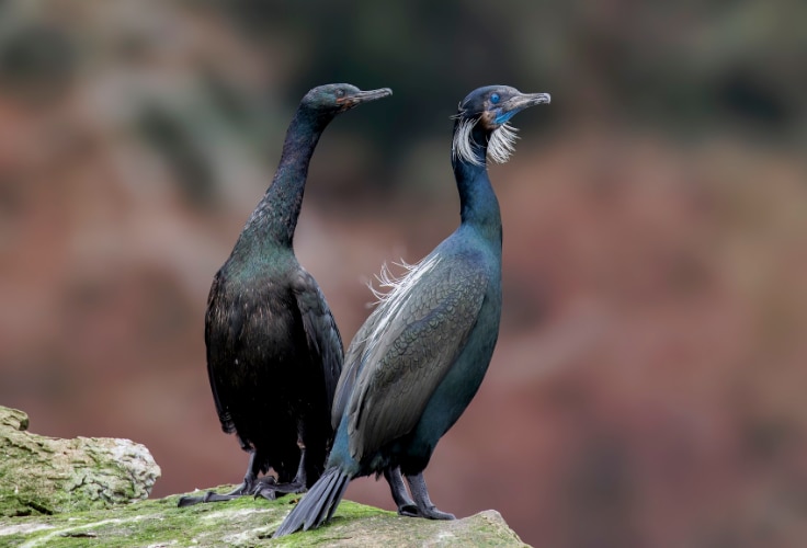 Pelagic and Brandt's Cormorants