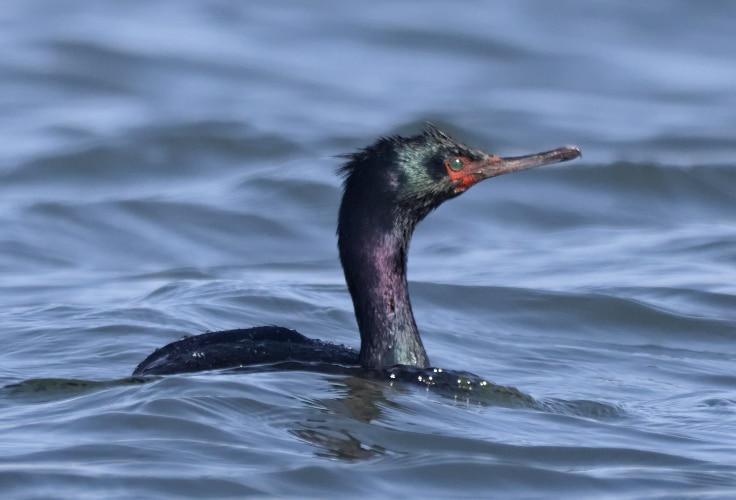 Pelagic Cormorant (Urile pelagicus)