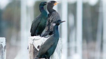 Pelagic, Double-crested and Brandt's Cormorants