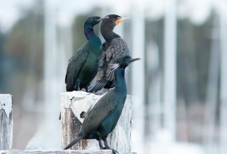 Pelagic, Double-crested and Brandt's Cormorants