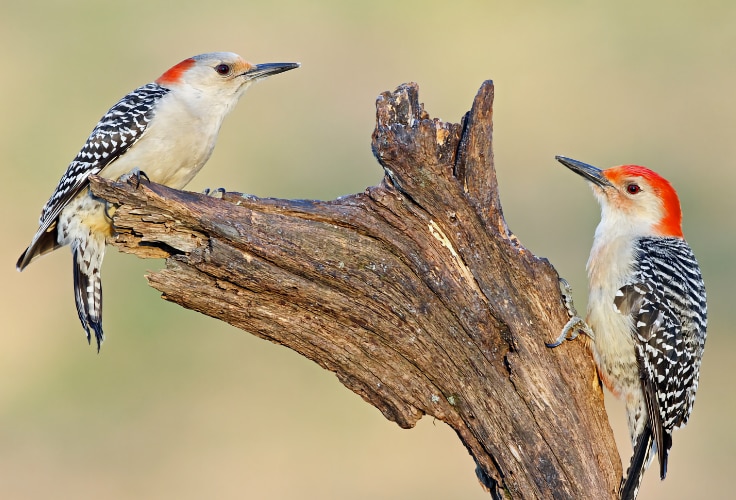 Red-bellied Woodpecker pair