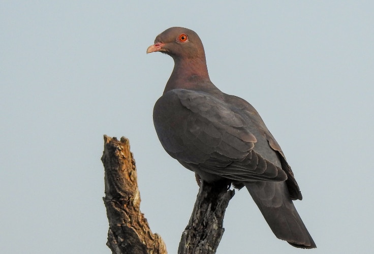 Red-billed Pigeon (Patagioenas flavirostris)