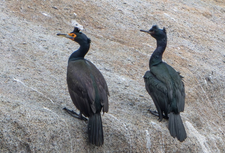 Red-faced Cormorant and Pelagic Cormorant