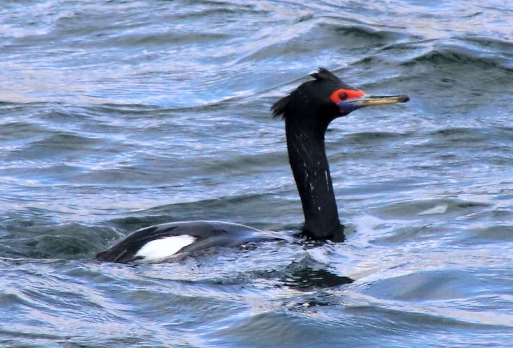 Red-faced Cormorant (Urile urile)