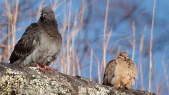 Rock Pigeon and Mourning Dove