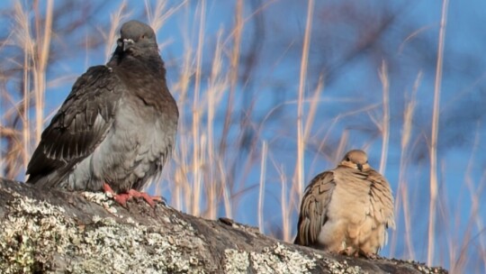 Rock Pigeon and Mourning Dove