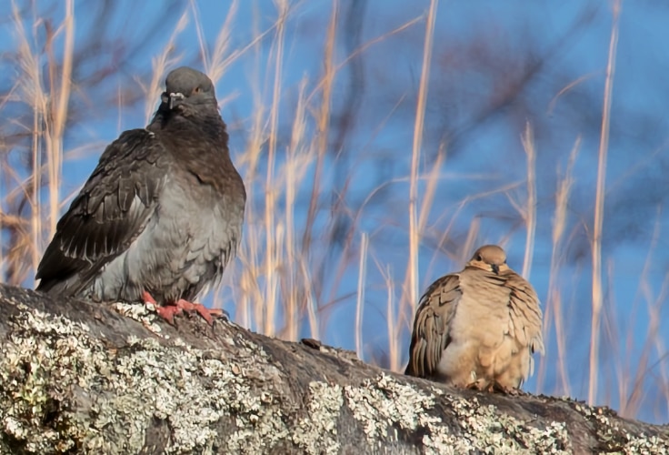 12 Types of Doves and Pigeons in North America: ID Guide