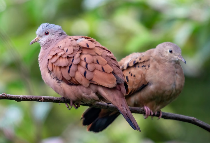 Ruddy Ground Dove pair