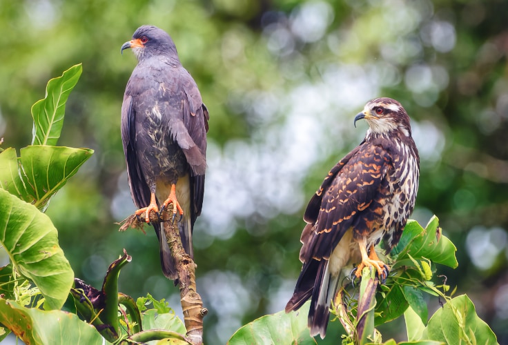 Snail Kite pair