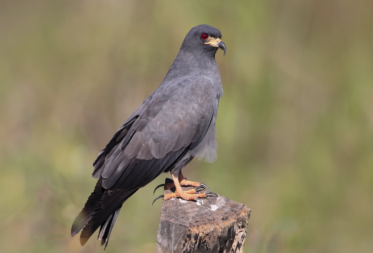 Snail Kite (Rostrhamus sociabilis)