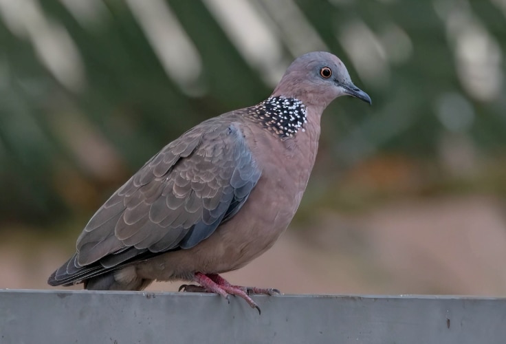 Spotted Dove (Spilopelia chinensis)