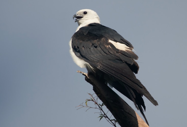 Swallow-tailed Kite (Elanoides forficatus)