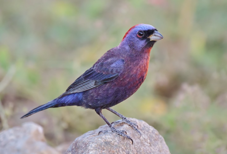Varied Bunting (Passerina versicolor)