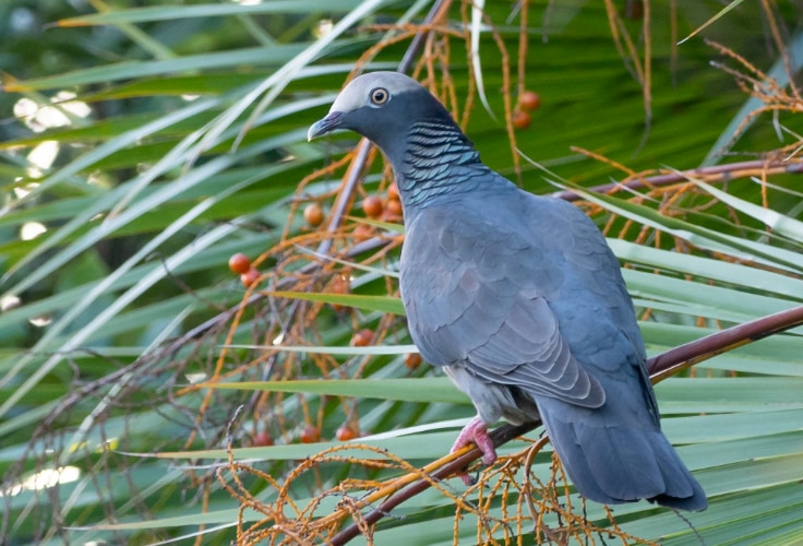 White-crowned Pigeon (Patagioenas leucocephala)