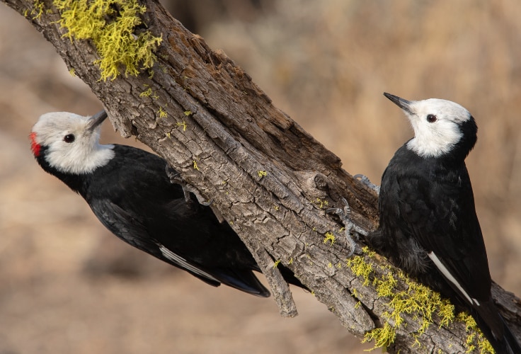 White-headed Woodpecker pair