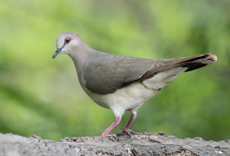 White-tipped Dove (Leptotila verreauxi)