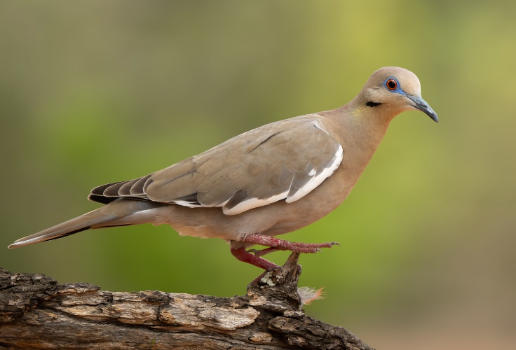 White-winged Dove (Zenaida asiatica)