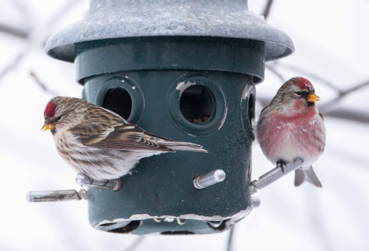Redpoll pair (Common)