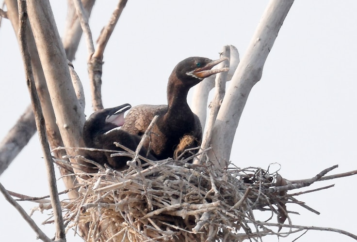 Neotropic Cormorant at the nest in Michigan
