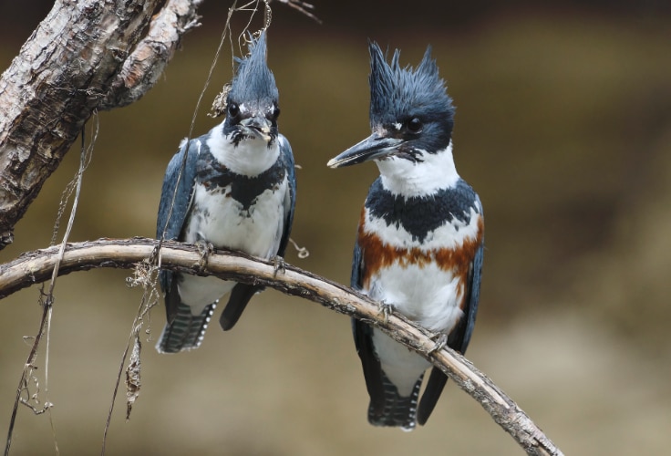 Belted Kingfisher pair