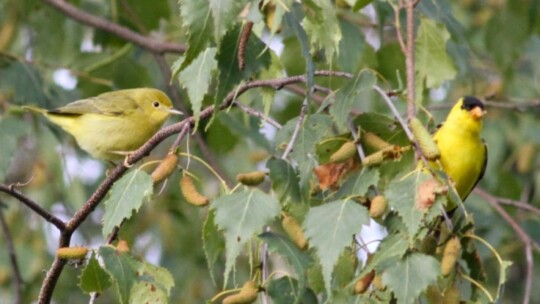 Female Northern Yellow Warbler and male American Goldfinch