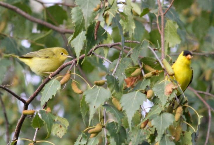 13 Yellow Birds in Wisconsin (with Pictures for Easy ID)
