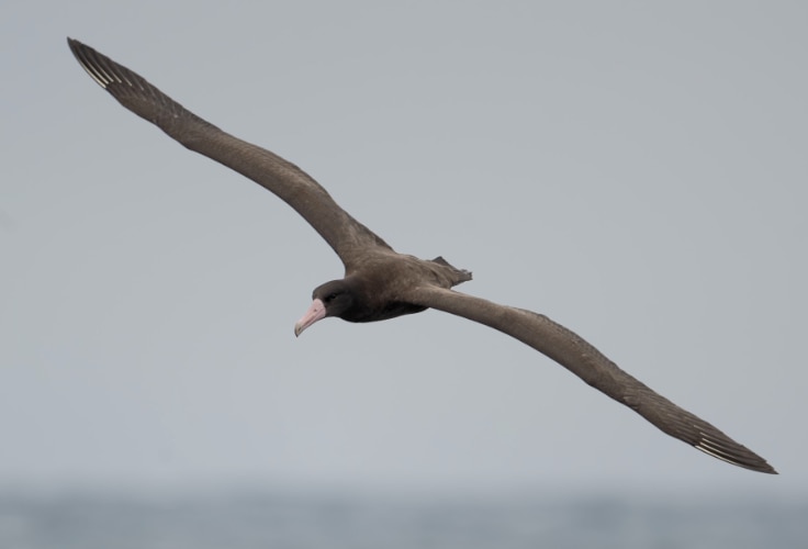 Immature Short-tailed Albatross in flight