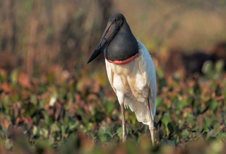 Jabiru (Jabiru mycteria)