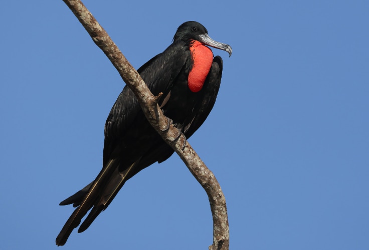 Magnificent Frigatebird (Fregata magnificens)
