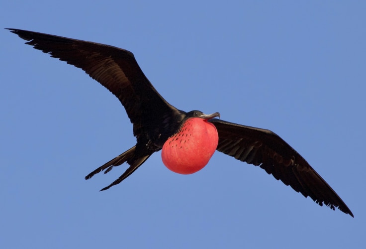 Magnificent Frigatebird in flight