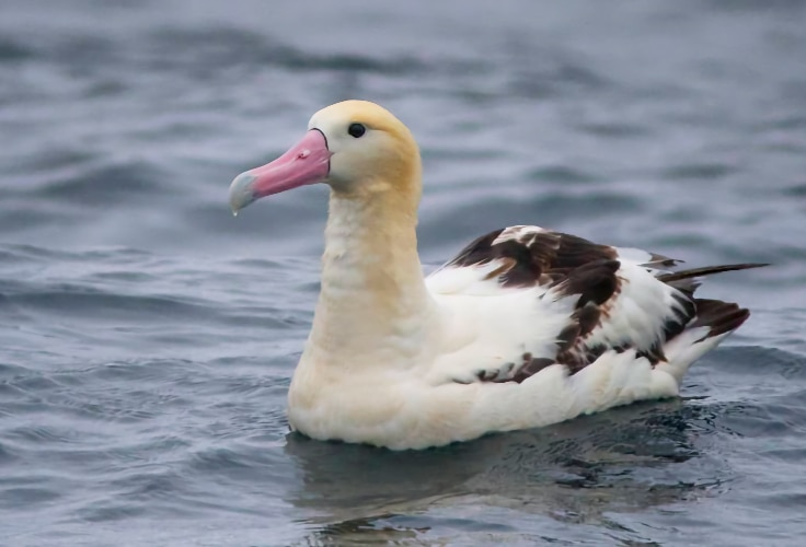 Short-tailed Albatross (Phoebastria albatrus)