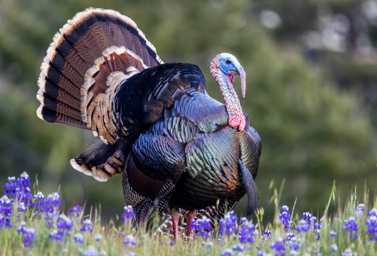 Wild Turkey (Meleagris gallopavo)