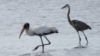 Wood Stork and Great Blue Heron