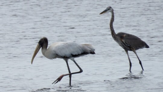 Wood Stork and Great Blue Heron