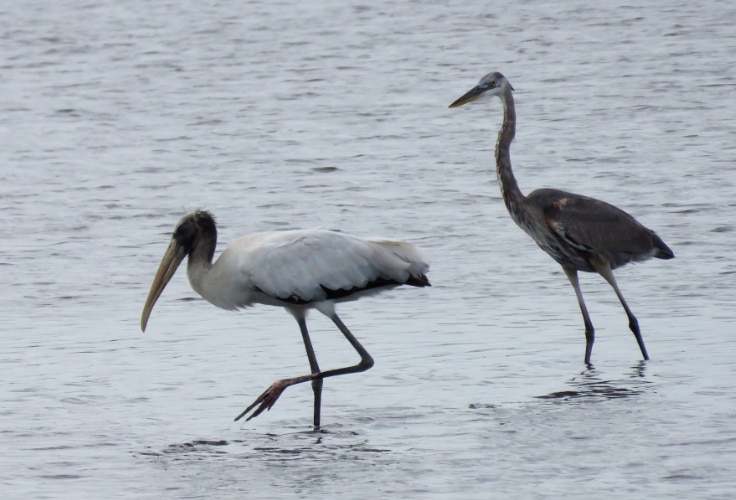 12 Largest Birds in Florida: Giants of the Sunshine State