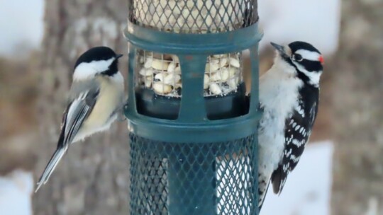 Black-capped Chickadee and Downy Woodpecker at a feeder