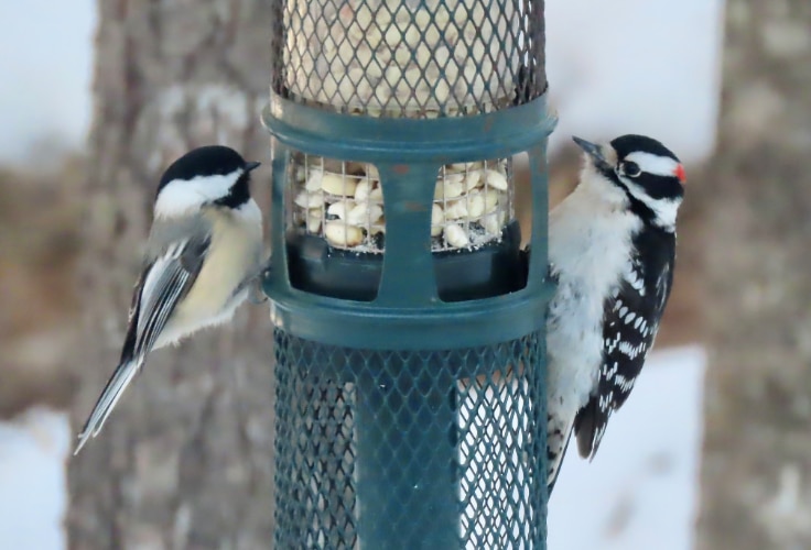 12 Winter Birds in Michigan: Cold Season ID Guide
