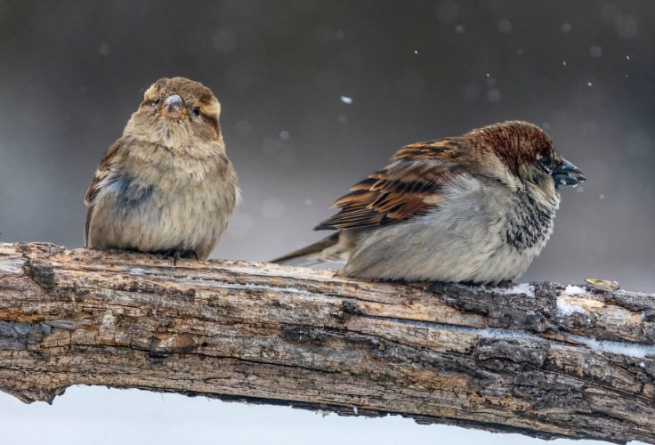 House Sparrow pair in winter