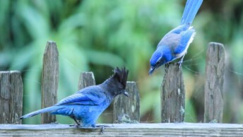 Steller's Jay and California Scrub-Jay