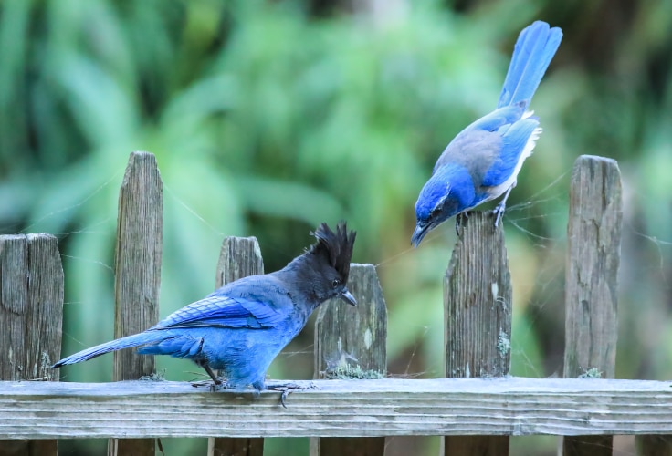 13 Blue Birds in Oregon (with Pictures for Easy ID)